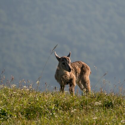 jr-fotografie-ch-wildlife-Steingeiss-Jungtier-Kiz