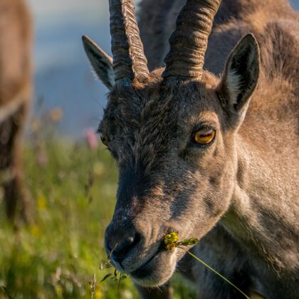 jr-fotografie-ch-wildlife-Steingeiss