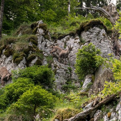 jr-fotografie-ch-wildlife-3x-Steingeiss