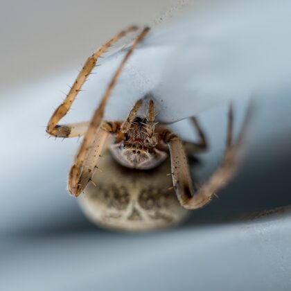 jr-fotografie-ch-wildlife-makro-Kreuzspinne