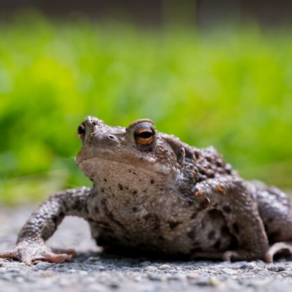 jr-fotografie-ch-wildlife-evtl.-Erdkröte