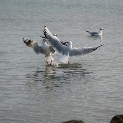 jr-fotografie-ch-wildlife-Möven