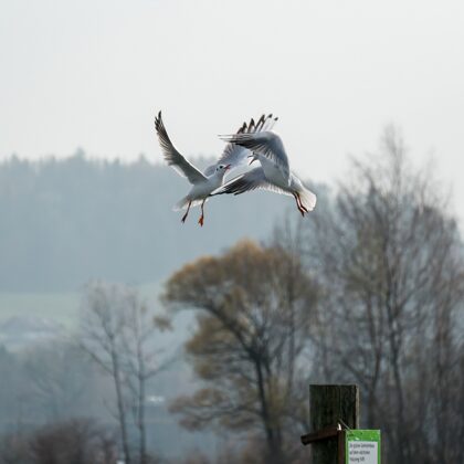 jr-fotografie-ch-wildlife-Möven