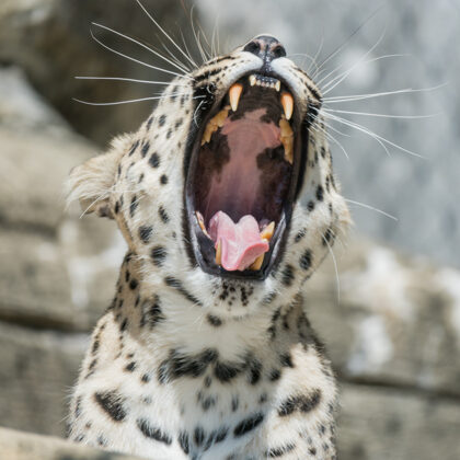 jr-fotografie-ch-Leopard