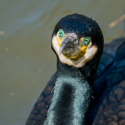 jr-fotografie-ch-Kormoran