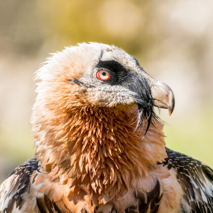 jr-fotografie-ch-wildlife-Bartgeier