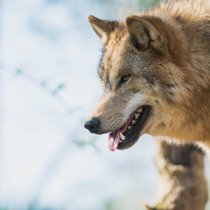 jr-fotografie-ch-Wolf
