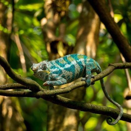 jr-fotografie-ch-Chamäleon