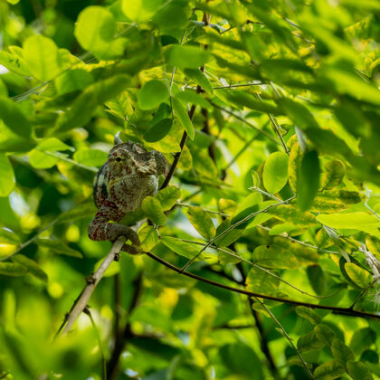 jr-fotografie-ch-Chamäleon