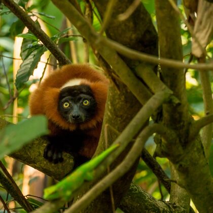 jr-fotografie-ch-Roter-Vari-&amp;-Grosser-Madagaskar-Taggeko