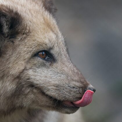 jr-fotografie-ch-Eisfuchs