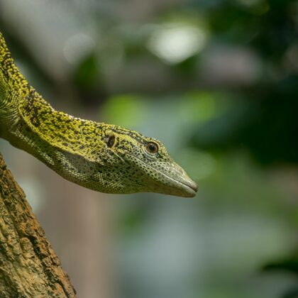 jr-fotografie-ch-Reisingers-Baumwaran