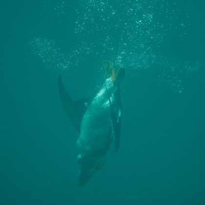 jr-fotografie-ch-Papageitaucher