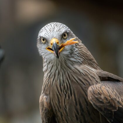 jr-fotografie-ch-Schwarzmilan