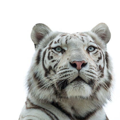 jr-fotografie-ch-Weisser-Tieger