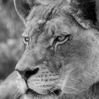 jr-fotografie-ch-Löwe