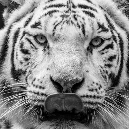 jr-fotografie-ch-Weisser-Tieger