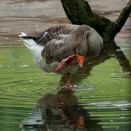 jr-fotografie-ch-Gans