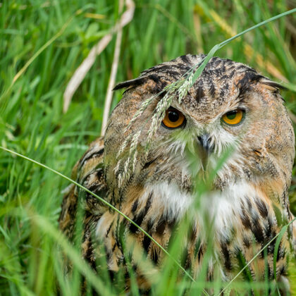jr-fotografie-ch-Uhu