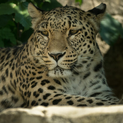 jr-fotografie-ch-Leopard