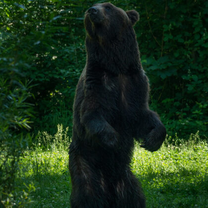 jr-fotografie-ch-Bär