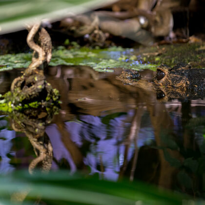 jr-fotografie-ch-Sumpfkrokodil