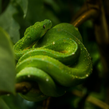 jr-fotografie-ch-Grüner- Baumpython