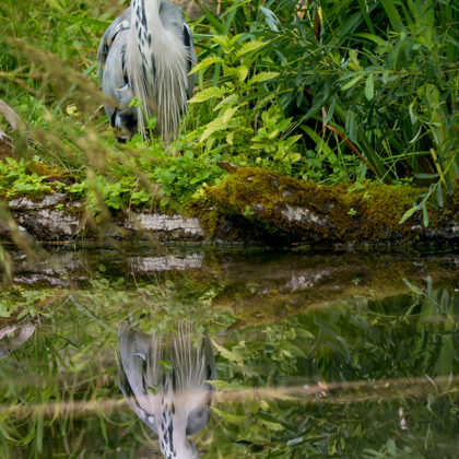 jr-fotografie-ch-Graureiher
