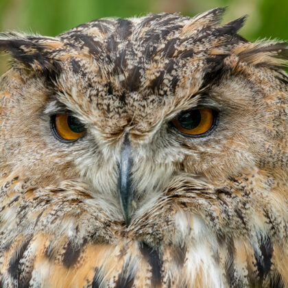 jr-fotografie-ch-Uhu