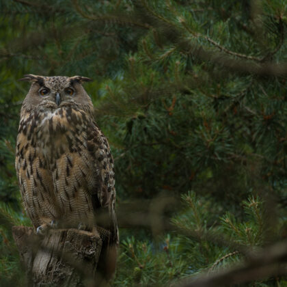 jr-fotografie-ch-Uhu