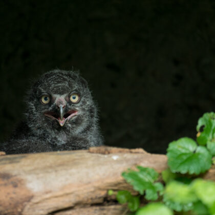 jr-fotografie-ch-Uhu-Jungtier-Küken