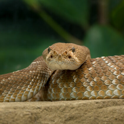 jr-fotografie-ch-Klapperschlange