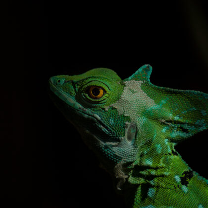 jr-fotografie-ch-Stirnlappenbasilisk