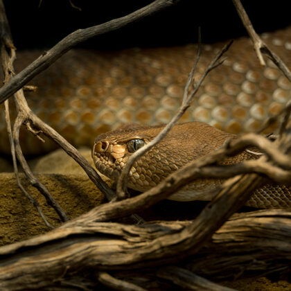 jr-fotografie-ch-Klapperschlange