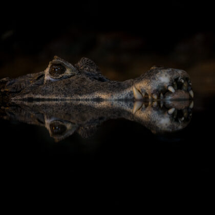 jr-fotografie-ch-Brillenkaiman