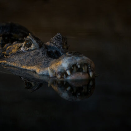 jr-fotografie-ch-Brillenkaiman