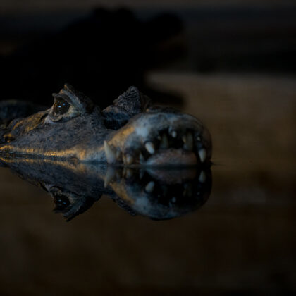 jr-fotografie-ch-Brillenkaiman