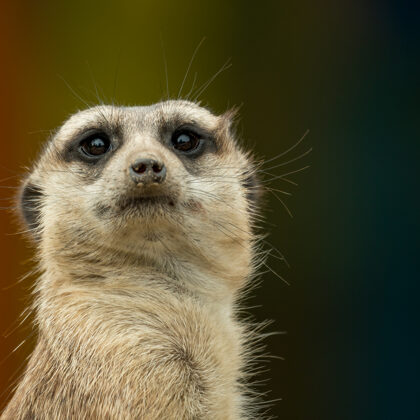 jr-fotografie-ch-Erdmännchen