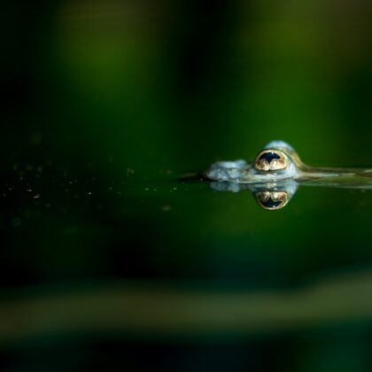 jr-fotografie-ch-Vieraugenfisch