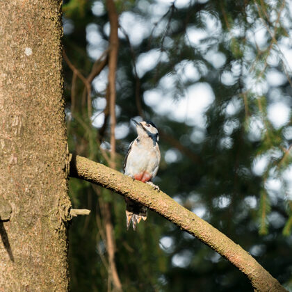 jr-fotografie-ch-wildlife-Buntspecht