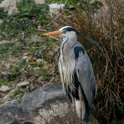 jr-fotografie-ch-Graureiher