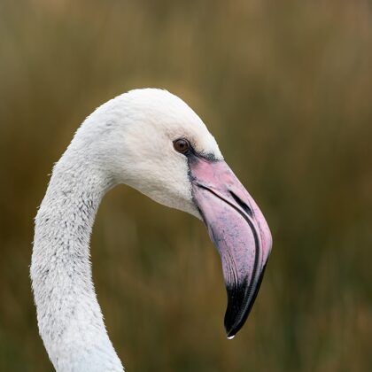 jr-fotografie-ch-Flamngo