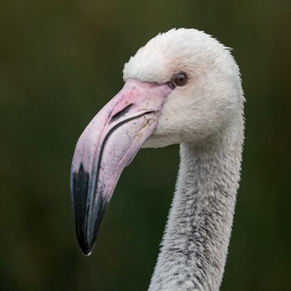 jr-fotografie-ch-Flamngo