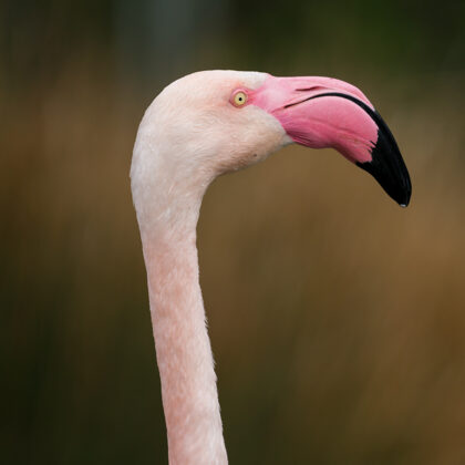 jr-fotografie-ch-Flamngo