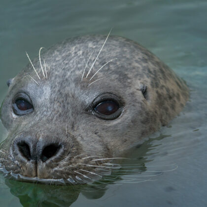 jr-fotografie-ch-Seehund