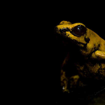 jr-fotografie-ch-Goldener-Pfeilgiftfrosch