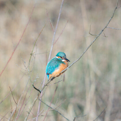 jr-fotografie-ch-wildlife-Eisvogel