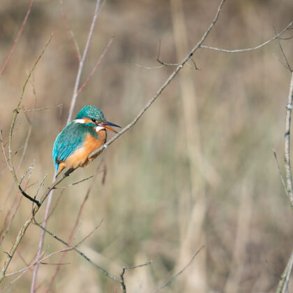 jr-fotografie-ch-wildlife-Eisvogel