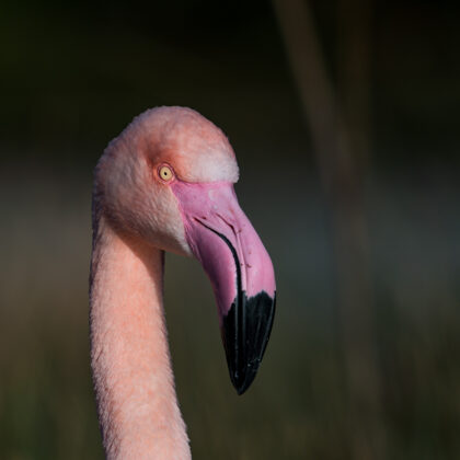 jr-fotografie-ch-Flamngo