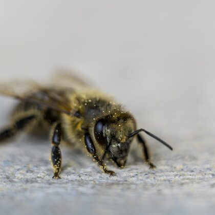 jr-fotografie-ch-wildlife-makro-Biene